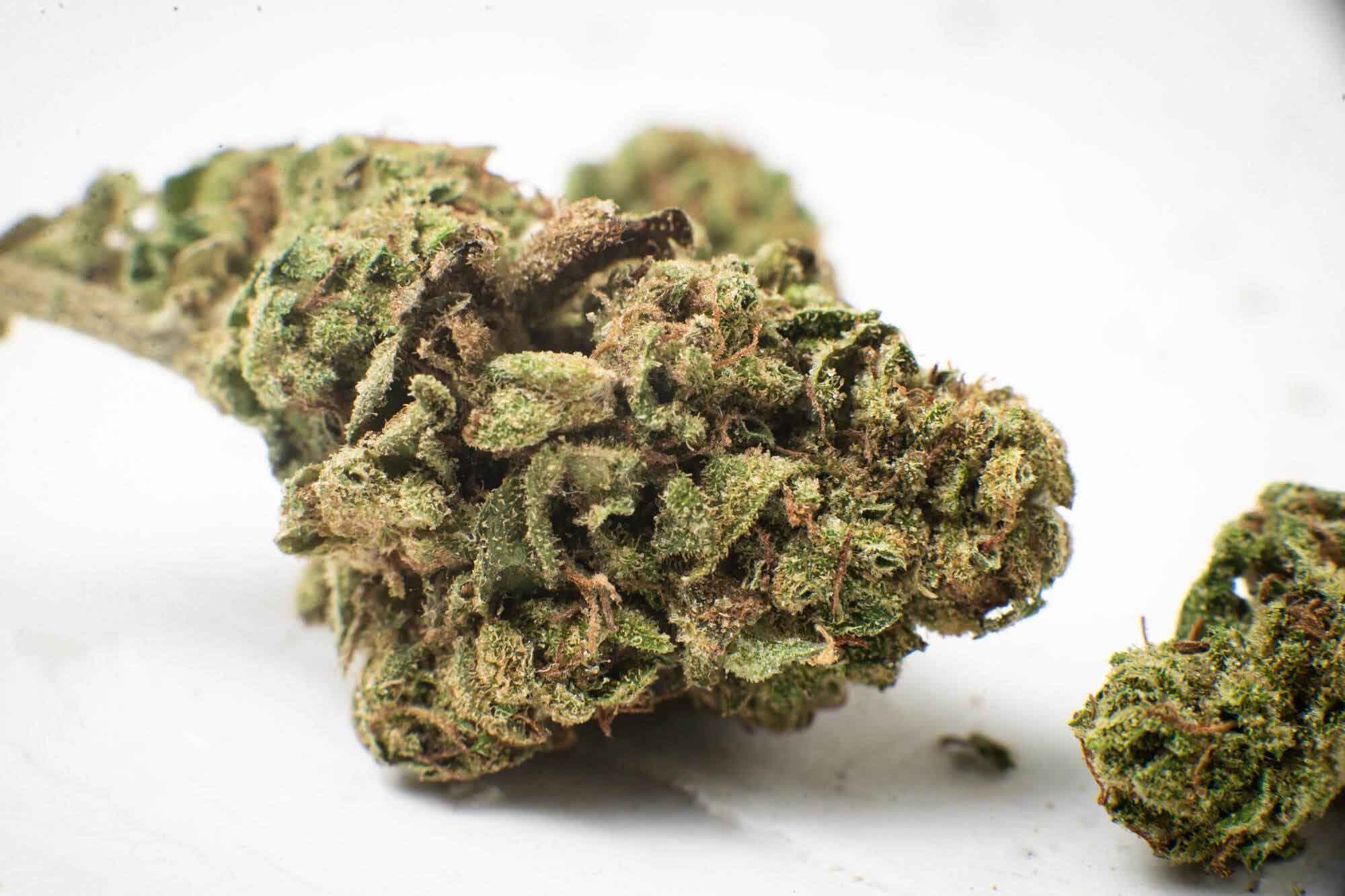 marijuana-flower-bud-macro-closeup-white-background-microdosing-remedy-concept
